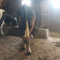 کِلَگا سیمیتال