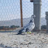 گلی سبز ماده|پرنده|مرودشت, شهرک مهدیه|دیوار