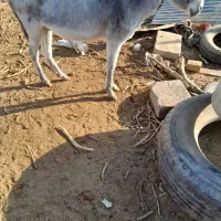 الاغ جوان فروشی