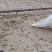 ۲تا ماده طوقی فروشی