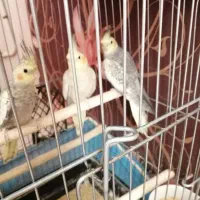 عروس هلندی|پرنده|اقبالیه, |دیوار