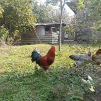 خروس محلی|حیوانات مزرعه|فومن, |دیوار