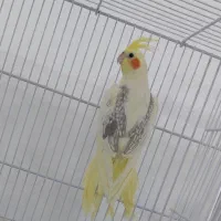 عروس هلندی دوکت|پرنده|ساری, |دیوار