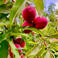 باغ-مرکبات-با30نوع-میوه-کاملامحصور-ویوآزاد