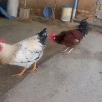 خروس|حیوانات مزرعه|اسدآباد, |دیوار