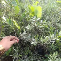 نهال های زیتون خوراکی پاکتی اصلاح شده باردار|خدمات باغبانی و درختکاری|کرمانشاه, |دیوار