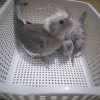 فروش جوجه عروس هلندی سرلاکی