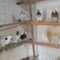 کبوتر   ‌.  شازده|پرنده|قشم, |دیوار