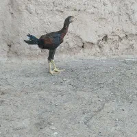 جوجه خروس لاری فروشی