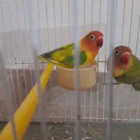 طوطی برزیلی