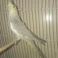 پرنده