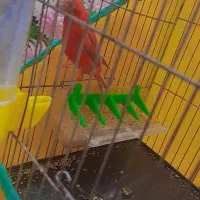 قناری|پرنده|بروجرد, |دیوار