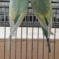 مرغ عشق رینبو رنگین کمانی