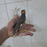 جوجه مینا