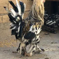 خروس سلطان|حیوانات مزرعه|مشکین‌دشت, |دیوار