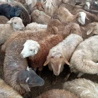 فروش تعدادی بره اعم از نر و ماده