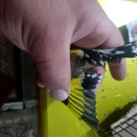 سهره ماده رام