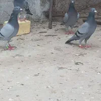 کبوترمسافتی