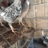 مرغ وخروس خوشگل|حیوانات مزرعه|مبارکه, |دیوار