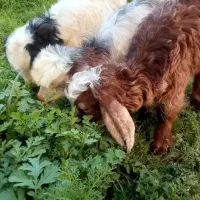 فروش سە راس بزغالە