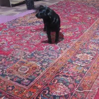 اشپیتزماده۲ساله|سگ|شهریار, کهنز|دیوار