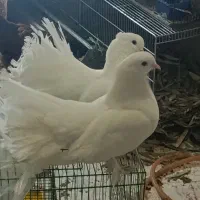 کبوتر|پرنده|قم, بنیاد|دیوار