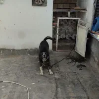 واگذاری سگ نگهبان|سگ|مشهد, حسابی جنوبی (شهرک غرب)|دیوار