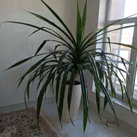 گل طبیعی پاندانوس برگ خنجری|گل و گیاه طبیعی|شیراز, شهرک گلستان|دیوار