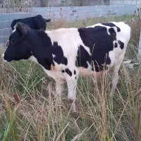 لیشه هولشتاین از جنس پر شیر