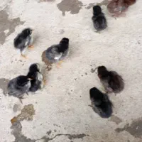 جوجه لاری|حیوانات مزرعه|رشت, پاره بیجار|دیوار