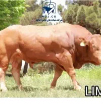 تلقیح مصنوعی و اصلاح نژاد