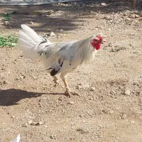 خروس گلین|حیوانات مزرعه|سرپل ذهاب, |دیوار