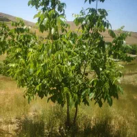 زمین باغی سپیدان|فروش دفتر صنعتی، کشاورزی، تجاری|سپیدان, |دیوار