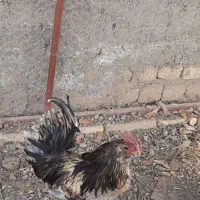 خروس گلین ریش دار چل تاج زیبا