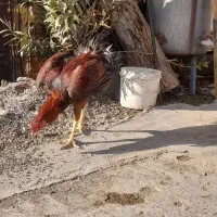 دوعددجوجه خروس لاری