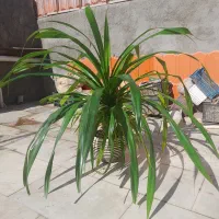 گل پاندانوس