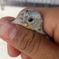 جوه سهره نر گل کرده|پرنده|کوهدشت, |دیوار