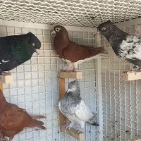 کبوتر|پرنده|شیراز, تحویلی|دیوار