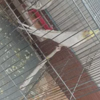 عروس هلندی نر و ماده