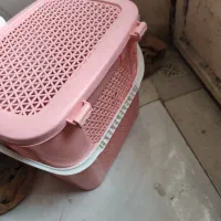 واگذاری گربه ماده با قیمت خیلی پایین