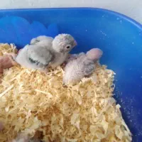 جوجه سرلاکی گرین