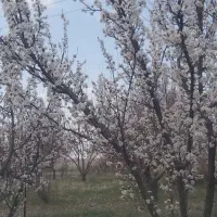 فروش باغ کنار جاده ترانزیت زنجان تبریز اسفجین|فروش دفتر صنعتی، کشاورزی، تجاری|زنجان, |دیوار