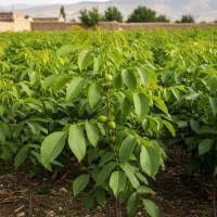 آخرین شانس، خرید نهال گردو با باردهی تضمینی