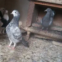 فروش ۵ عدد کفتر