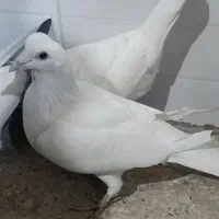 کبوتر|پرنده|مرودشت, محمد آباد|دیوار