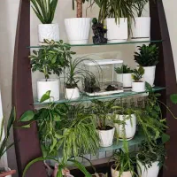 ویترین واستند|کتابخانه، شلف، قفسه‌های دیواری|شاهین‌شهر, عطار|دیوار