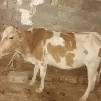 گاو فروشی