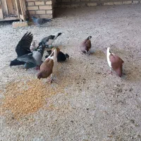 کفتر یا کبوتر یهودی