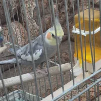 عروس هلندی نر (بدون قفس)