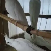 عروس هلندی سفید آلبینو|پرنده|قائم‌شهر, |دیوار